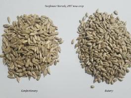 sunflower seeds kernels