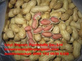 peanut in shell raw