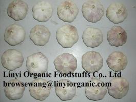 Fresh garlic