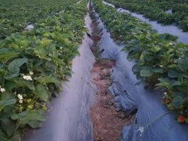 fruits farmbase