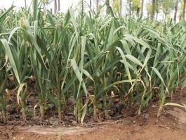Vegetables Farmbase 