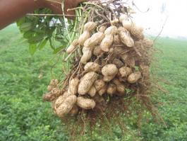 Peanuts and seeds farmbase