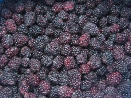 frozen blackberry