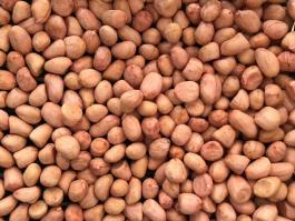 peanut kernels round