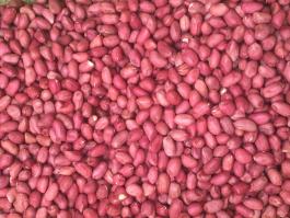 peanut kernels red skin
