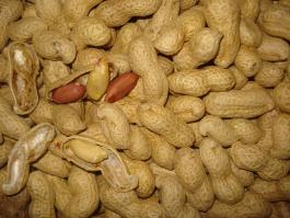 roasted peanut in shell