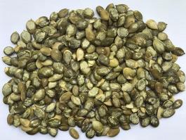 Snow white pumpkin kernels A grade 
