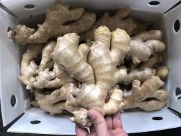 fresh ginger