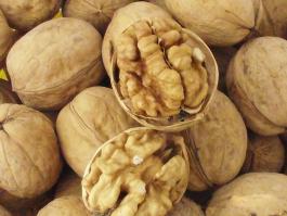 walnut in shell