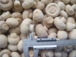 Frozen champignon mushroom whole