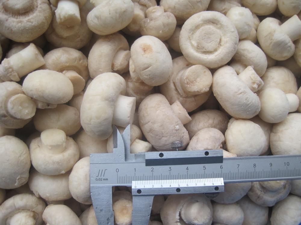 champignon (2).jpg